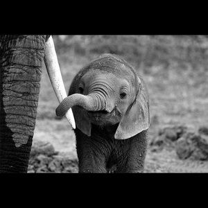 Meet your Posher, George